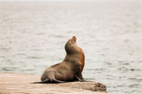 Friend Or Foe Are Sea Lions Dangerous MarinePatch