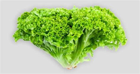 Bigfresh Store Lettuce Lollo Biondo