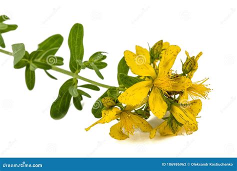 Flores De La Hierba De San Juan Perforatum Del Hypericum Aisladas