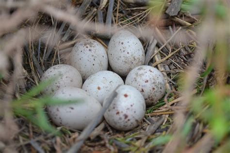 Light-footed clapper rail nest and eggs | FWS.gov