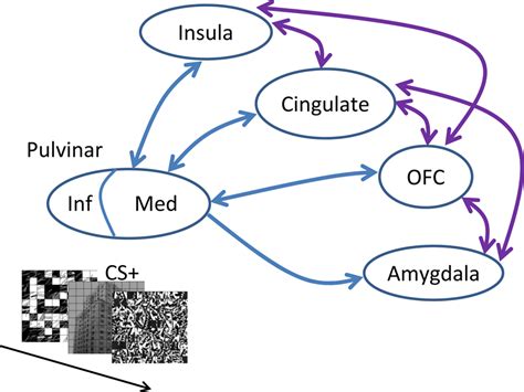 Pulvinar; Commissure grise; Noyau inférieur du Pulvinar; Noyau latéral ...