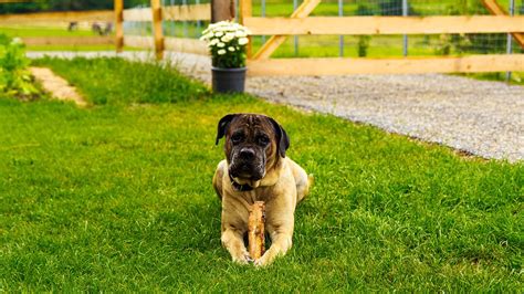 Se Ales Inequ Vocas De Que Tu Cane Corso Te Ama Con Mis Mascotas