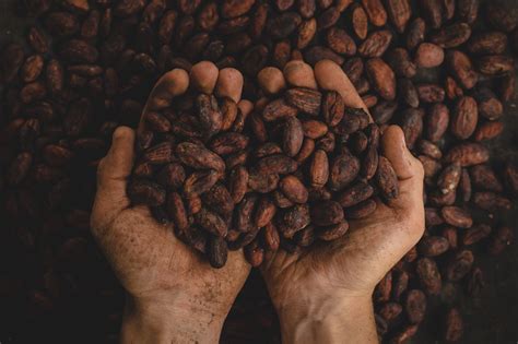 De Julio De D A Mundial Del Cacao Rochina