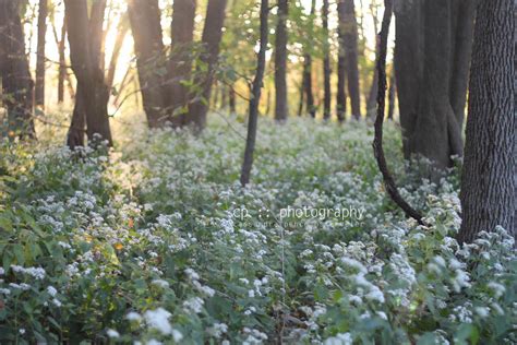 sassafras: a walk thru the woods at sunset :: photography