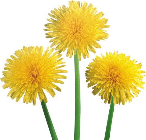 Dandelion Png Transparent Images