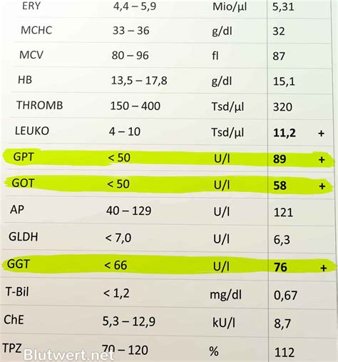 Erh Hte Leberwerte Alle Werte Tabelle Und Erkl Rung