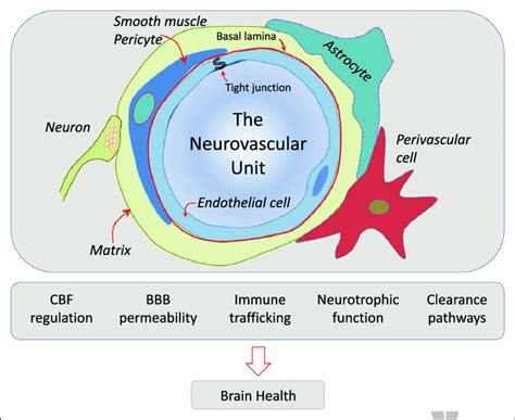 The Neurovascular Unit NVU The Guardian Of The Homeostasis Of The