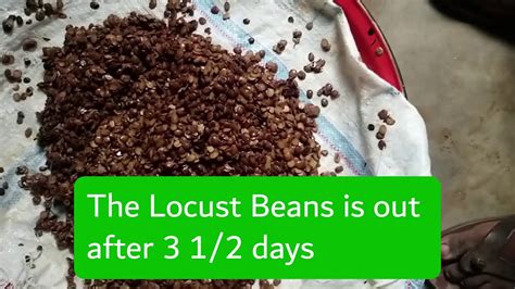 How To Make Locust Beans Iru In Less Than Mins African Locust