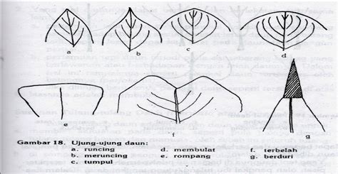 Morfologi Tumbuhan Daun Folium