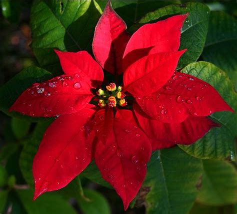 Poinsettia Flower - Database Plants