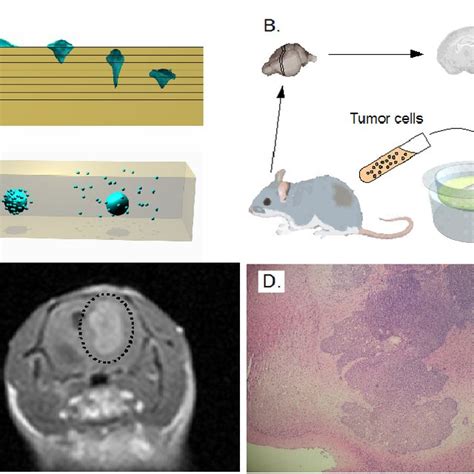 A 3d In Vitro Migration Models In The Gel Invasion Model Cells Are Download Scientific