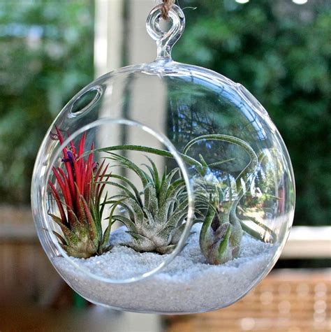 Myt 2 Clear Glass Hanging 45 Inch Round Ball Air Plant Terrarium Globehanging Votive Candle