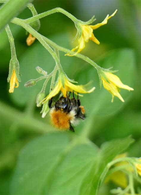 Buzz Pollination Common Carder Bee Buzz Pollinating Toma Flickr