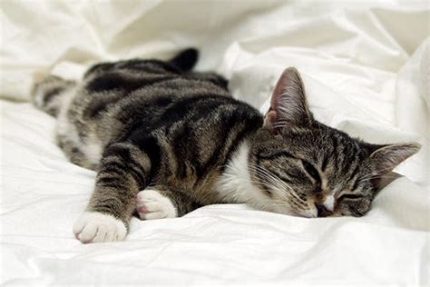 Abscess In Cats Symptoms Causes Diagnosis Treatment Recovery