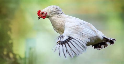 Can Chickens Fly? - A-Z Animals