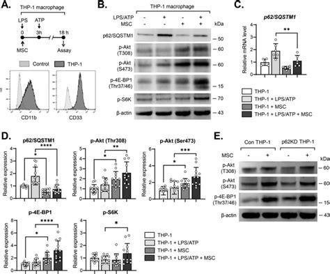 Mesenchymal Stromal Cells Regulate THP 1differentiated Macrophage