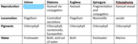 Protists Lab Flashcards Quizlet