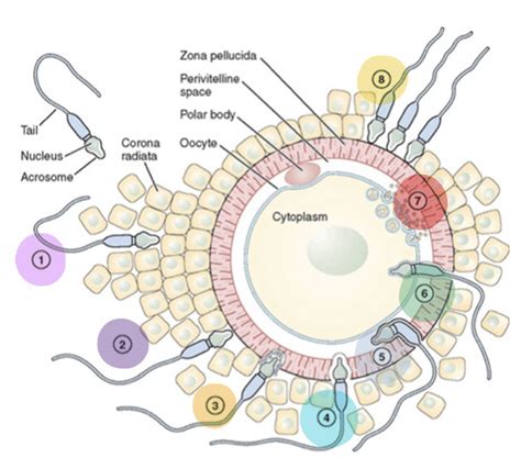 W L Conception Fertilisation Implantation Flashcards Quizlet