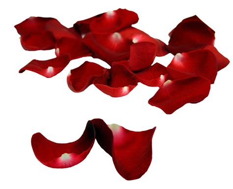 Rose Petals Transparent PNG Rose Petals Falling Pink And Red Flower