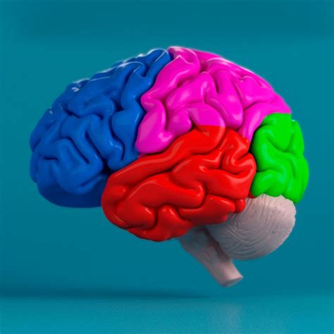 Human Brain 3D Model 32 Max Free3D