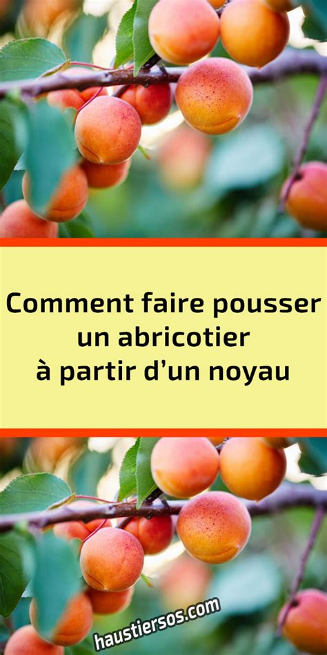 Comment faire pousser un abricotier à partir dun noyau haustiersos