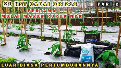 21 HST PEMUPUKAN PERTAMA CABAI BIAR MAKIN SUBUR CEPAT RIMBUN CABE