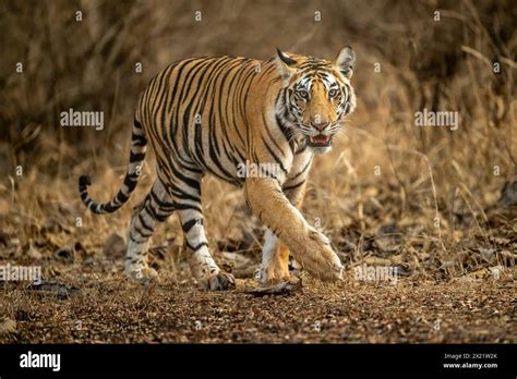 Wild Sub Adult Male Bengal Tiger Panthera Tigris Walking Head On Territory Stroll In Summer