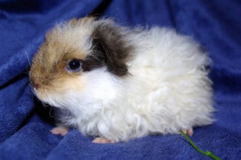 Breeds of guinea pigs with photos and names