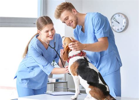 Veterinary Assistant Certificate Online