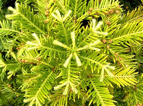 Conifers Plant