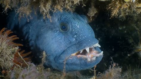 Atlantic Wolffish Fact & Information Guide - sharksinfo.com