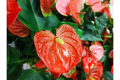 Anthurium Andraeanum Plant Care | Plantly