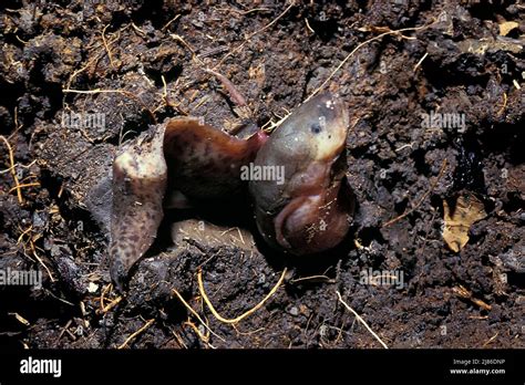 African Lungfish Protopterus Annectens In The Ground Cameroon Stock