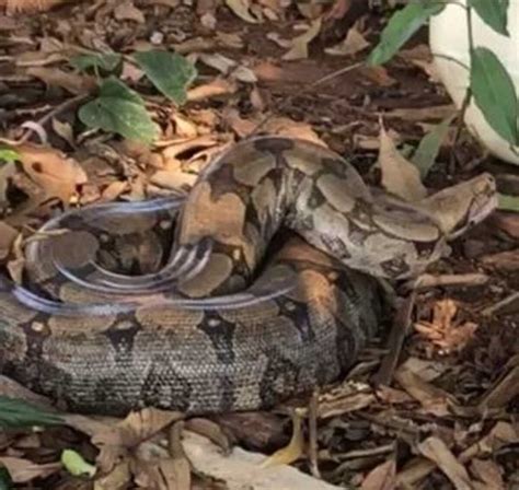 Pol Cia Militar Ambiental Captura Jiboia De Quase Tr S Metros Nas Obras