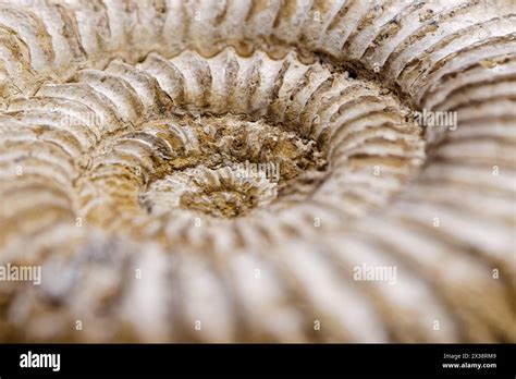 Ammonite Fossil Extinct Marine Animal Hi Res Stock Photography And