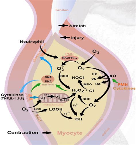 Sources Of Reactive Oxygen Species ROS In Muscle Cells During