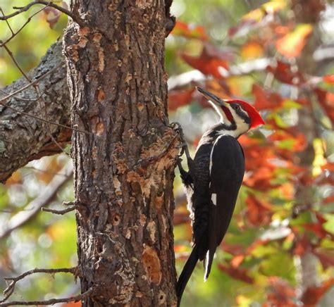 Pileated Woodpeckers Feederwatch