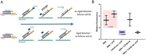 Rpol Helicase Presents Atp Dependent Helicase Activity A Schematic