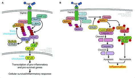 Dual Sequential Cell Death Checkpoints In The Tnfr1 Signaling