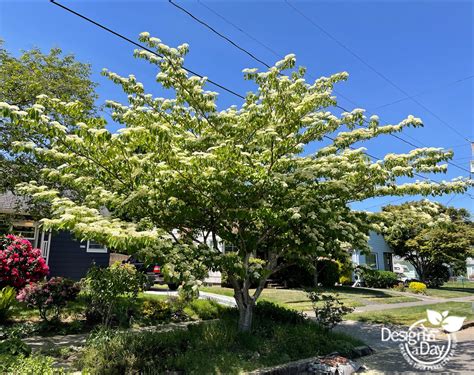 dogwood trees Archives - Landscape Design In A Day