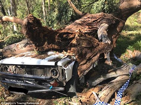 Sunshine Coast Camper Killed By Falling Tree At Conondale National