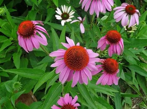 How To Grow Echinacea From Seed Expert Grow Tips