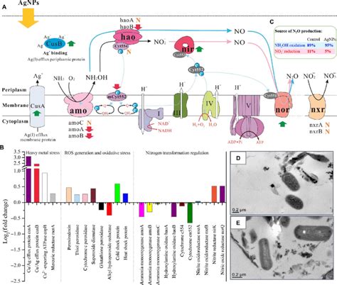 Response Of Nitrifying Communities To AgNP Exposure A Schematic