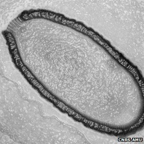 30000 Year Old Giant Virus Comes Back To Life Bbc News