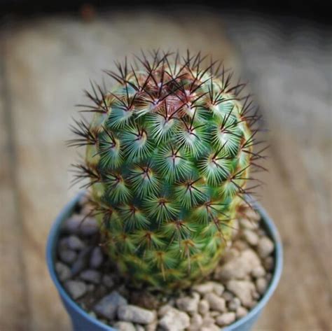 Mammillaria Microhelia La Boutique Del Verde