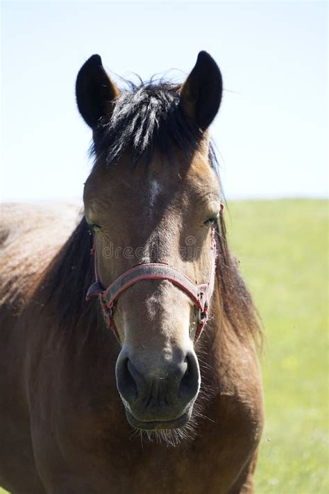 Horse - close-up on head stock image. Image of closeup - 320106789