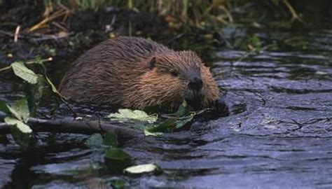 What Kind of Habitat Do Beavers Live In? | Animals - mom.me