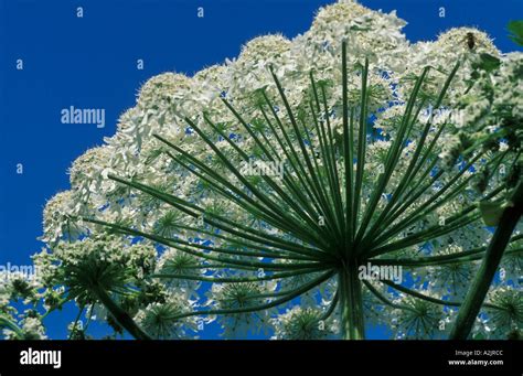 Giant Hogweed Heracleum Mantegazzianum Noxious Plant Stock Photo Alamy