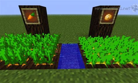 Build Challenge: How To Make A Carrot Farm