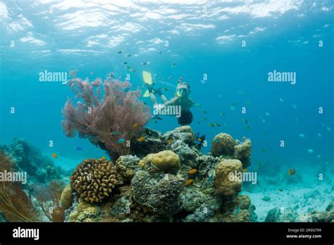 Snorkeling In Palau Micronesia Palau Stock Photo Alamy